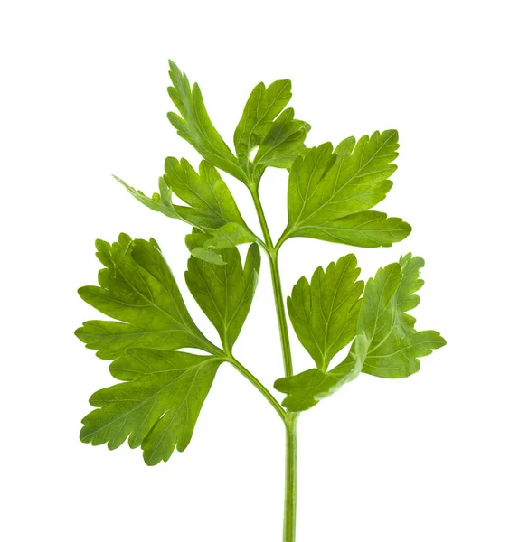 Grüne Blätter Der Petersilie Isoliert Auf Weißem Hintergrund Konzeptionelle Food — Stockfoto