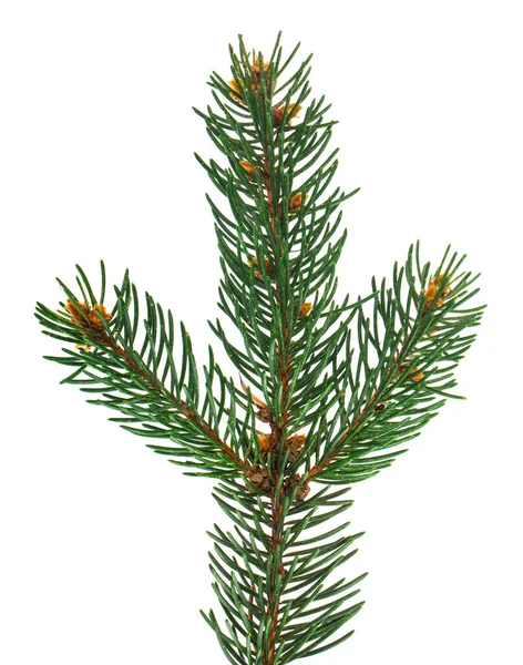 Vánoční Strom Větev Izolované Bílém Pozadí Pohled Shora — Stock fotografie
