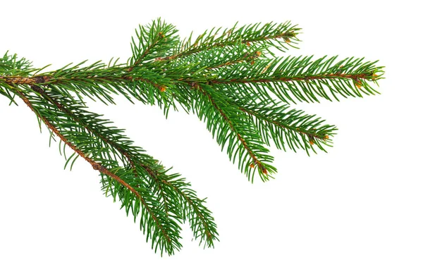 Kerstboomtak Geïsoleerd Witte Achtergrond Plaats Voor Tekst — Stockfoto