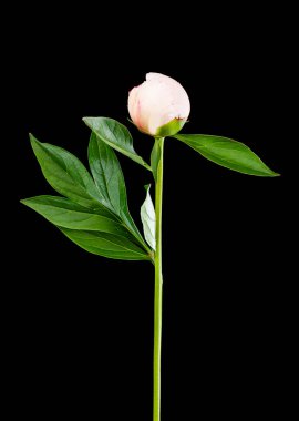 Siyah arka planda yalıtılmış şakayık çiçeği. Tasarım ayrıntıları. Tasarım elemanları. Makro. Kartvizitler, kartpostallar ve posterler için arka plan. 