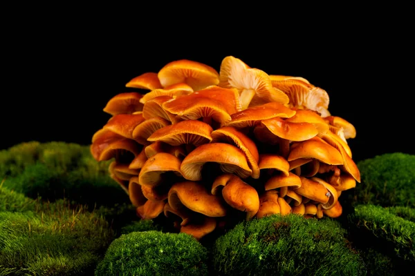 Tree mushrooms on green moss isolated on black background. Place for text.