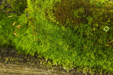 Ahşap arka planda yeşil yosun. Tasarım ayrıntıları. Tasarım elemanları. Makro. Kartvizitler, kartpostallar ve posterler için arka plan.