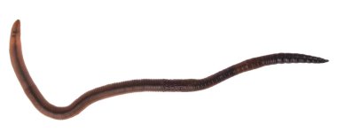 Solucanlar beyaz arkaplanda izole edilmiş. Tasarım ayrıntıları. Tasarım elemanları. Makro. Kartvizitler, kartpostallar ve posterler için arka plan.