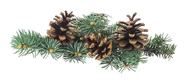 白い背景に隔離された松のコーンを持つクリスマスツリーの緑の枝 ロイヤリティフリーのストック写真