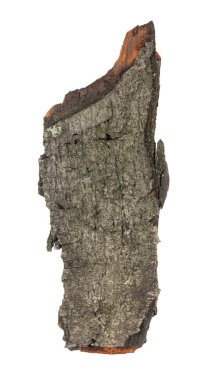 Ağaç kabuğu beyaz arka planda izole edilmiş. Yan görünüm.