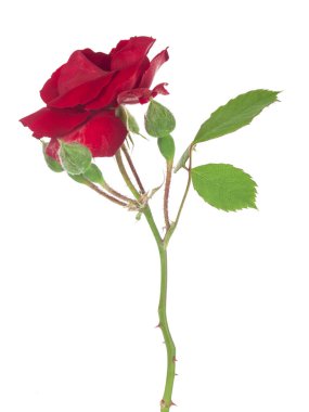 Beyaz arka planda kırmızı güller. Yan görünüm.