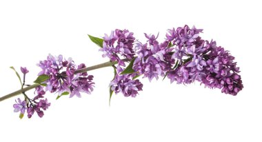 Beyaz arka planda leylak çiçekleri. Yan görünüm.