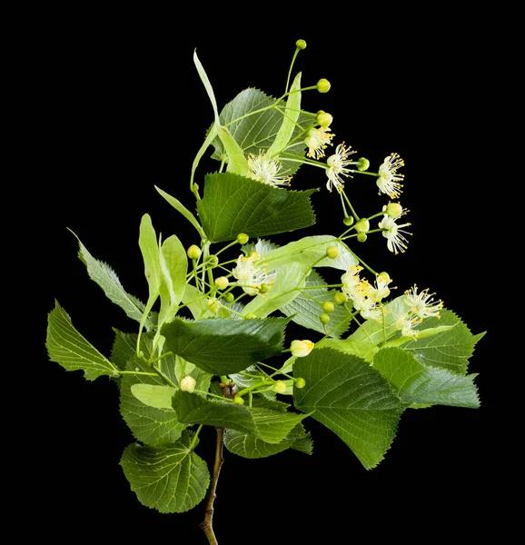Linden Çiçekleri Siyah Arka Planda Izole Edilmiş Yan Görünüm Telifsiz Stok Imajlar