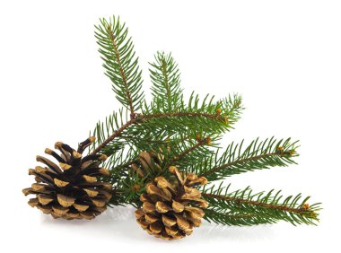 Beyaz arka planda yeşil Noel ağacı dalı ve çam kozalakları. Yan görünüm.