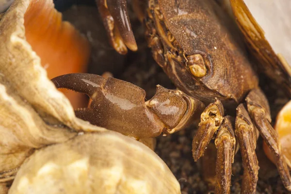 Crabe Avec Coquille Comme Toile Fond Image En Vente