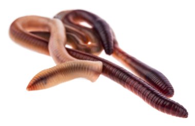 Solucanlar beyaz arkaplanda izole edilmiş. Tasarım ayrıntıları. Tasarım elemanları. Makro. Kartvizitler, kartpostallar ve posterler için arka plan.