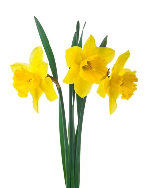 Beyaz arka planda izole edilmiş sarı nergis çiçekleri. Tasarım ayrıntıları. Tasarım elemanları. Makro. Kartvizitler, kartpostallar ve posterler için arka plan.