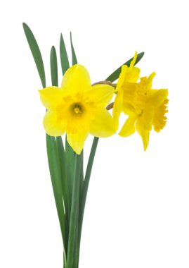 Beyaz arka planda izole edilmiş sarı nergis çiçekleri. Tasarım ayrıntıları. Tasarım elemanları. Makro. Kartvizitler, kartpostallar ve posterler için arka plan.