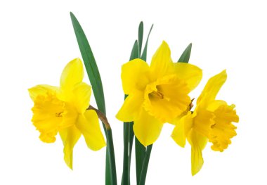 Beyaz arka planda izole edilmiş sarı nergis çiçekleri. Tasarım ayrıntıları. Tasarım elemanları. Makro. Kartvizitler, kartpostallar ve posterler için arka plan.