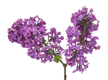 Beyaz arka planda yalıtılmış leylak çiçekleri. Tasarım ayrıntıları. Tasarım elemanları. Makro. Kartvizitler, kartpostallar ve posterler için arka plan.