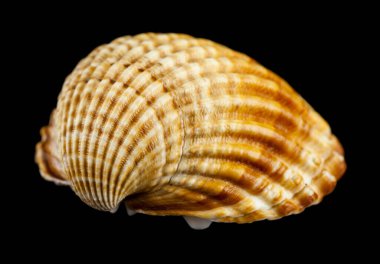 Deniz kabuğu siyah arka planda izole edilmiş. Tasarım ayrıntıları. Tasarım elemanları. Makro. Kartvizitler, kartpostallar ve posterler için arka plan.