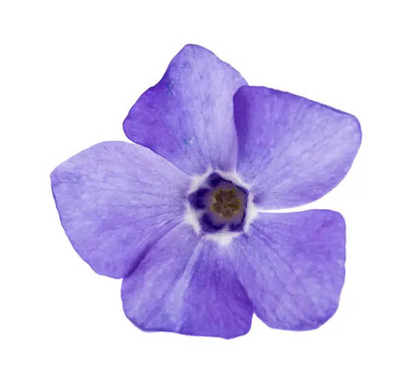 Blå Blomma Isolerad Vit Bakgrund Detalj För Design Designelement Makro Stockbild