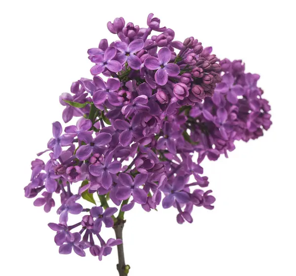 Lilac Květiny Izolované Bílém Pozadí Detail Pro Design Designové Prvky Stock Snímky