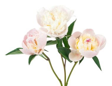 Beyaz şakayık çiçekleri beyaz arka planda izole edilmiş. Tasarım ayrıntıları. Tasarım elemanları. Makro. Kartvizitler, kartpostallar ve posterler için arka plan.