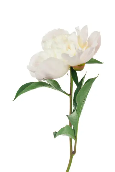 Weiße Pfingstrosen Blühen Isoliert Auf Weißem Hintergrund Detail Für Design Stockbild