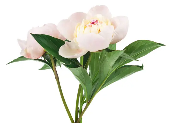 Bílé Pivoňky Květiny Izolované Bílém Pozadí Detail Pro Design Designové Royalty Free Stock Fotografie