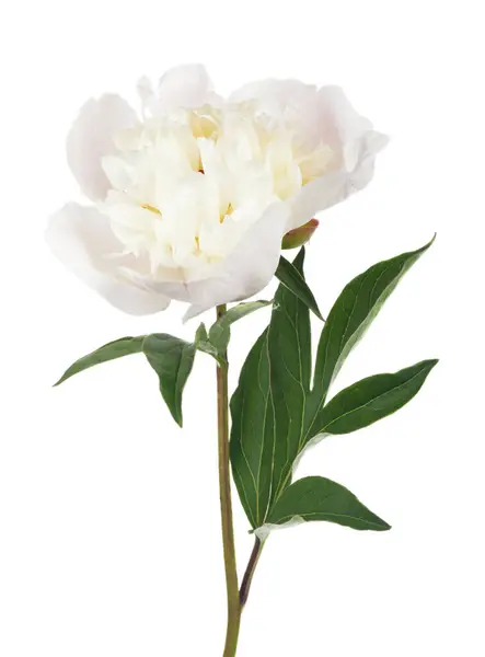 Flores Peonías Blancas Aisladas Sobre Fondo Blanco Detalle Para Diseño Imagen de stock