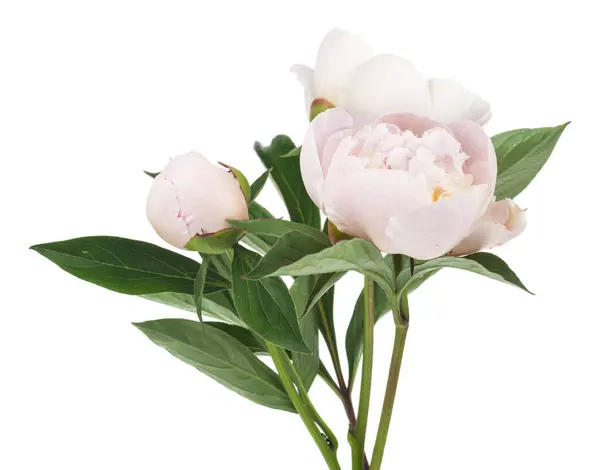 Flores Peonías Blancas Aisladas Sobre Fondo Blanco Detalle Para Diseño Fotos de stock