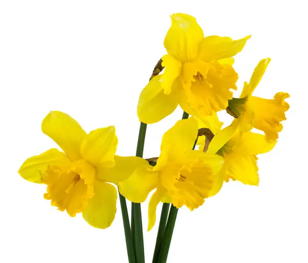 Gele Narcis Bloemen Geïsoleerd Witte Achtergrond Detail Voor Ontwerp Ontwerpelementen Rechtenvrije Stockafbeeldingen