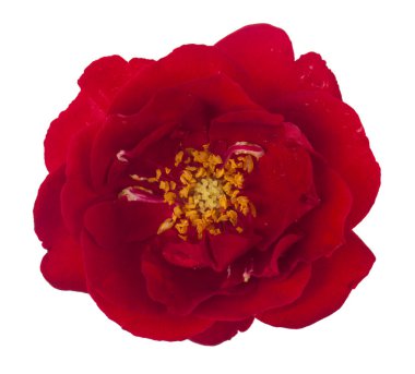 Kırmızı gül beyaz arkaplanda izole edilmiş. Tasarım ayrıntıları. Tasarım elemanları. Makro. Kartvizitler, kartpostallar ve posterler için arka plan.