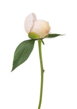 Beyaz arka planda yalıtılmış şakayık çiçeği. Tasarım ayrıntıları. Tasarım elemanları. Makro. Kartvizitler, kartpostallar ve posterler için arka plan.