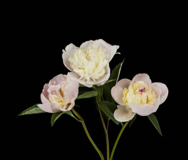 Siyah arka planda izole edilmiş şakayık çiçekleri. Tasarım ayrıntıları. Tasarım elemanları. Makro. Kartvizitler, kartpostallar ve posterler için arka plan.