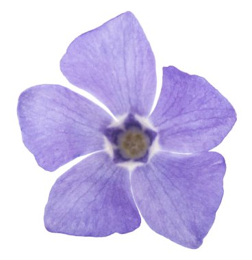 Beyaz arka planda izole edilmiş leylak çiçeği. Tasarım ayrıntıları. Tasarım elemanları. Makro. Kartvizitler, kartpostallar ve posterler için arka plan.