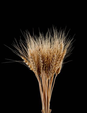 Buğday kulakları siyah arka planda izole edilmiş. Tasarım ayrıntıları. Tasarım elemanları. Makro. Kartvizitler, kartpostallar ve posterler için arka plan.