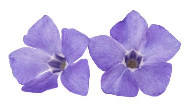 Beyaz arka planda izole edilmiş leylak çiçeği. Tasarım ayrıntıları. Tasarım elemanları. Makro. Kartvizitler, kartpostallar ve posterler için arka plan.