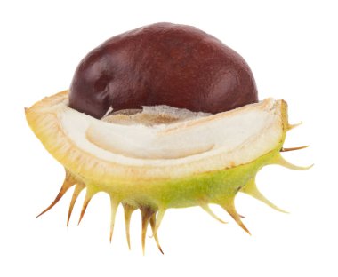 Kestaneler beyaz arka planda izole edilmiş. Tasarım ayrıntıları. Tasarım elemanları. Makro. Kartvizitler, kartpostallar ve posterler için arka plan.