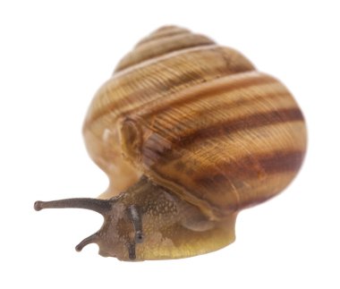 Salyangoz beyaz arka planda izole edilmiş. Tasarım ayrıntıları. Tasarım elemanları. Makro. Kartvizitler, kartpostallar ve posterler için arka plan.