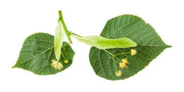 Beyaz arka planda bulunan ıhlamur çiçekleri. Tasarım ayrıntıları. Tasarım elemanları. Makro. Kartvizitler, kartpostallar ve posterler için arka plan.