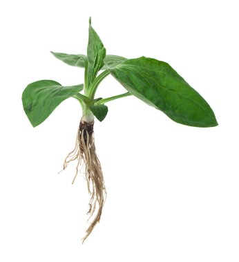 Plantain beyaz arka planda izole edilmiş. Tasarım ayrıntıları. Tasarım elemanları. Makro. Kartvizitler, kartpostallar ve posterler için arka plan.