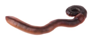 Solucanlar beyaz arkaplanda izole edilmiş. Tasarım ayrıntıları. Tasarım elemanları. Makro. Kartvizitler, kartpostallar ve posterler için arka plan.