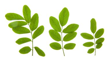 Beyaz arkaplanda yeşil akasya yaprakları var. Tasarım ayrıntıları. Tasarım elemanları. Makro. Kartvizitler, kartpostallar ve posterler için arka plan.