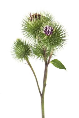 Beyaz arka planda soyutlanmış dulavrat çiçekleri. Tasarım ayrıntıları. Tasarım elemanları. Makro.