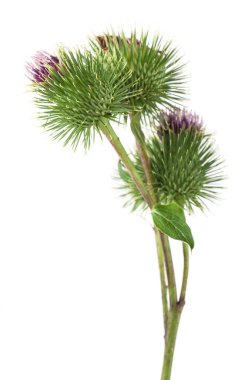 Beyaz arka planda soyutlanmış dulavrat çiçekleri. Tasarım ayrıntıları. Tasarım elemanları. Makro. 