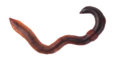 Solucanlar beyaz arkaplanda izole edilmiş. Tasarım ayrıntıları. Tasarım elemanları. Makro.