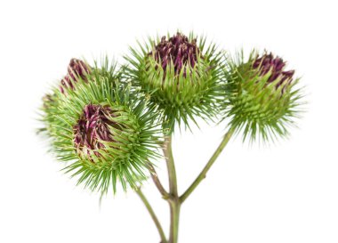 Beyaz arka planda soyutlanmış dulavrat çiçekleri. Tasarım ayrıntıları. Tasarım elemanları. Makro.