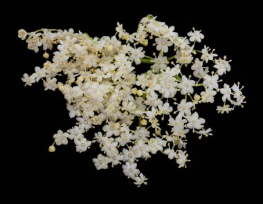 Siyah arka planda beyaz yaşlı çiçekler. Tasarım ayrıntıları. Tasarım elemanları. Makro. 