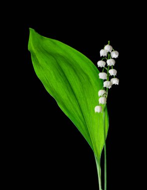 Vadi çiçeğinin zambağı siyah arka planda izole edilmiş. Tasarım ayrıntıları. Tasarım elemanları. Makro. 