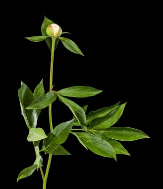 Siyah arka planda yalıtılmış şakayık çiçeği. Tasarım ayrıntıları. Tasarım elemanları. Makro. 
