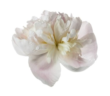 Beyaz arka planda yalıtılmış şakayık çiçeği. Tasarım ayrıntıları. Tasarım elemanları. Makro. 