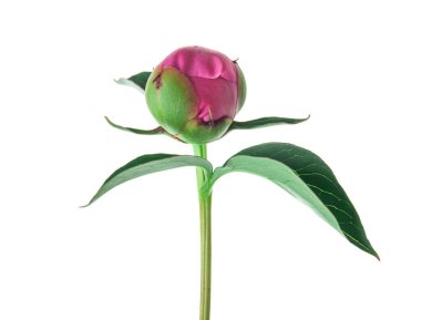 Beyaz arka planda yalıtılmış şakayık çiçeği. Tasarım ayrıntıları. Tasarım elemanları. Makro. 