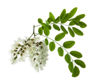 Beyaz arka planda beyaz akasya çiçekleri. Tasarım ayrıntıları. Tasarım elemanları. Makro. 